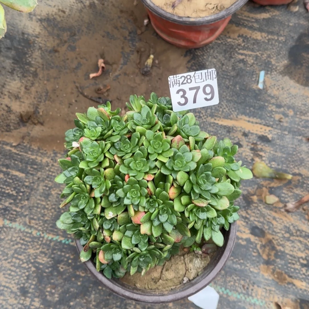 小狐狸多肉379满28包邮断枝不包