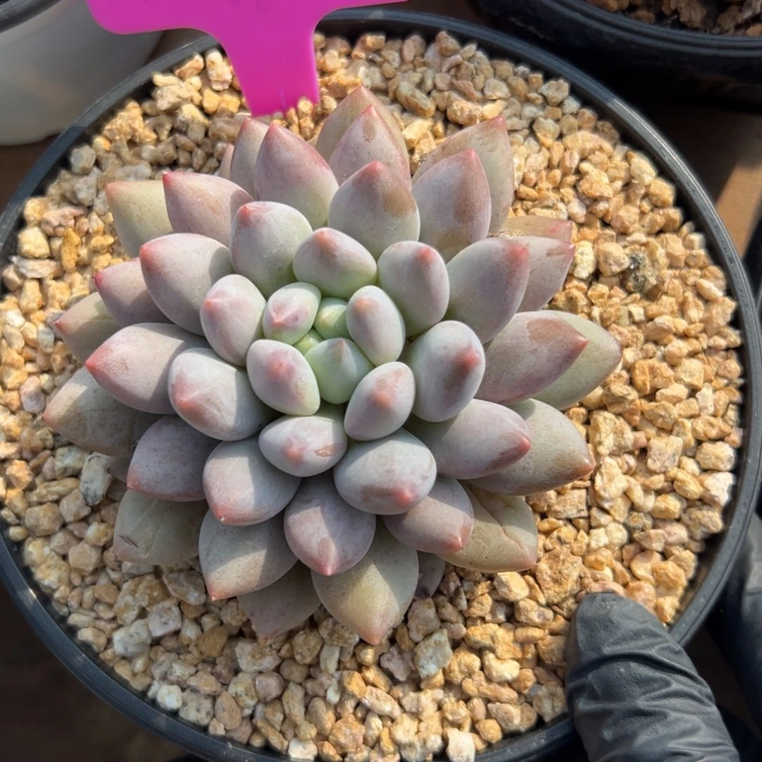 半夏杂交1111111111111111