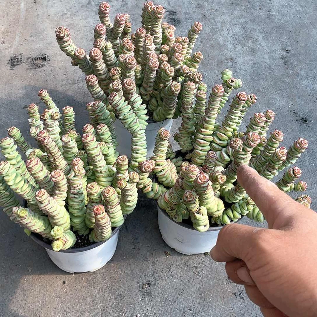 大牡丹钱串带盆发货多肉