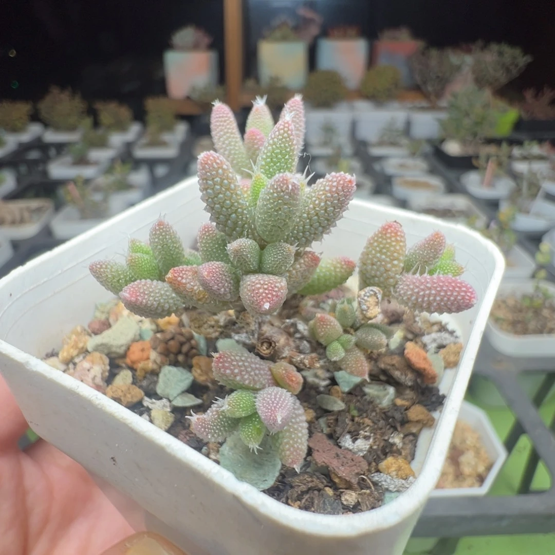 粉紫，636彩虹兔耳，一年半，拍下不退不换