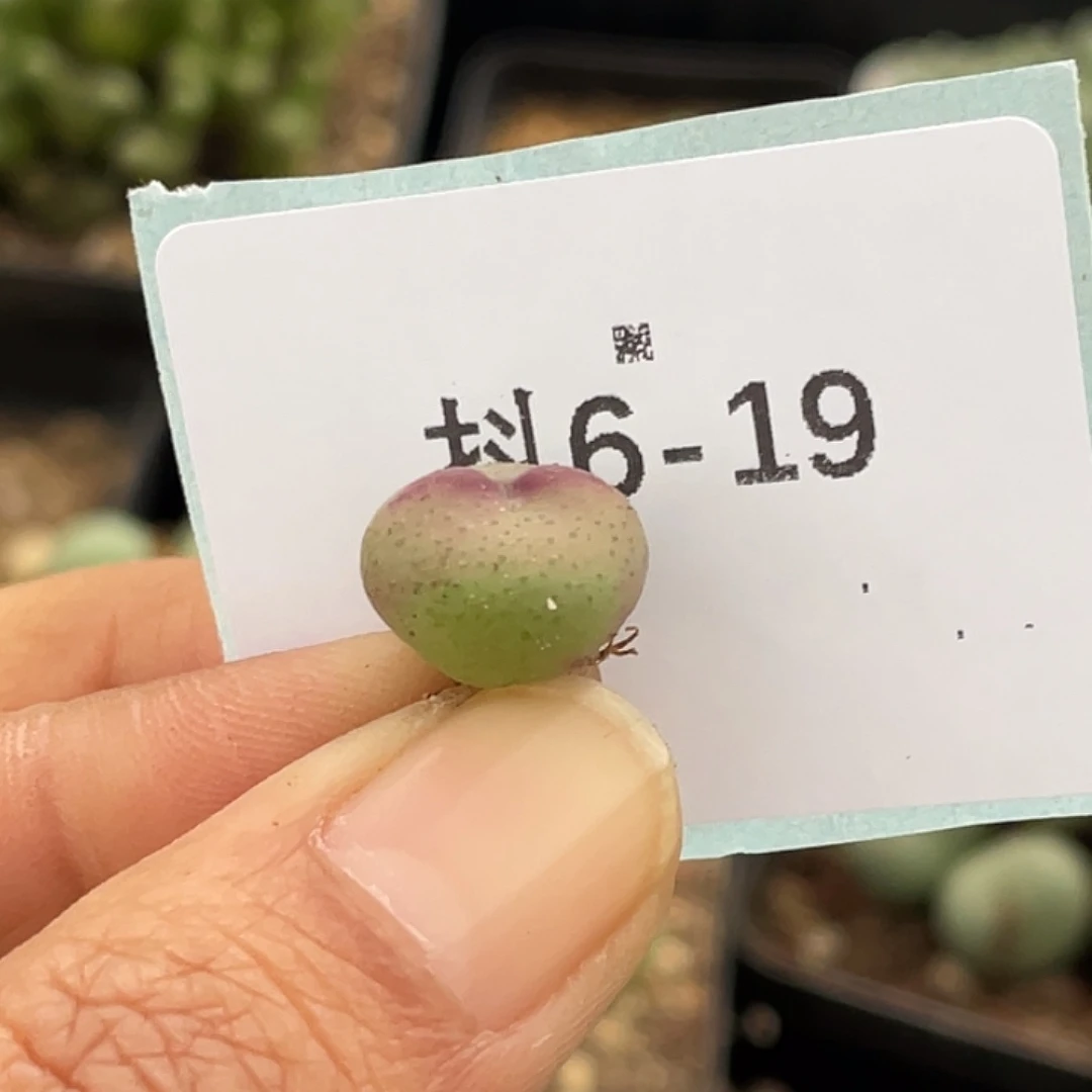 姬***君6-19肉锥多肉植物