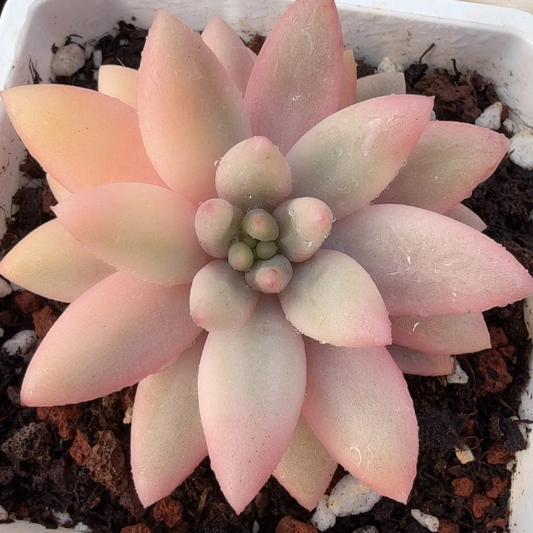 蜜桃啵啵锦，多肉植物。