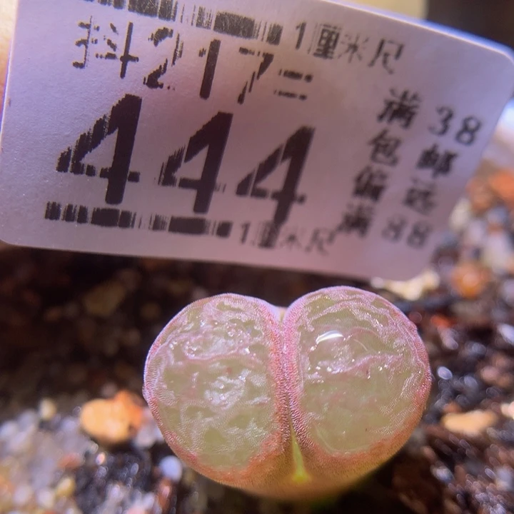 精品生石花217.444