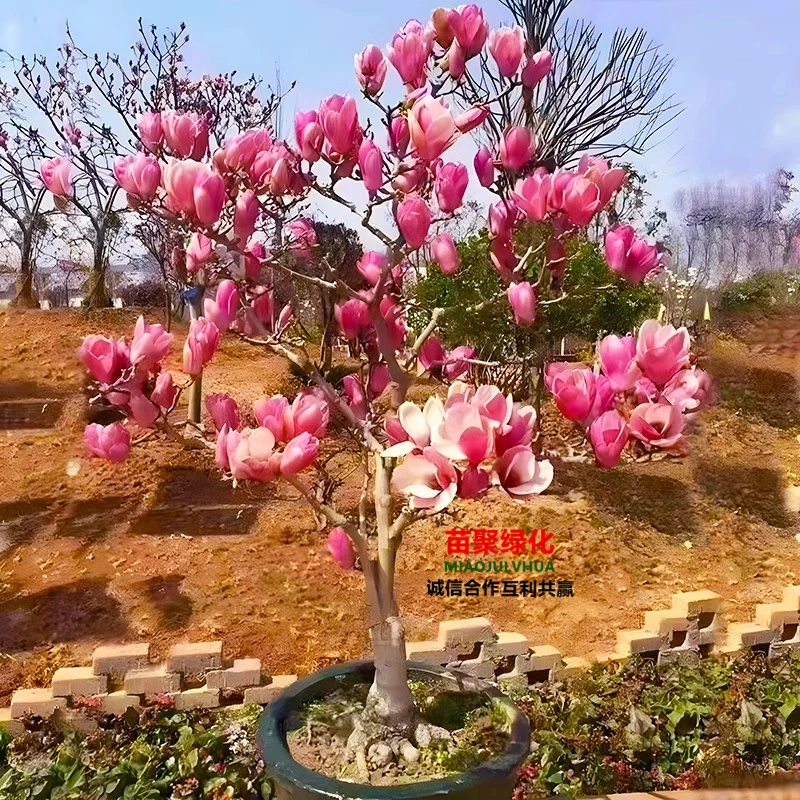 三季矮桩如意玉兰花树苗紫玉兰盆栽庭院地栽木本植物花苗耐寒