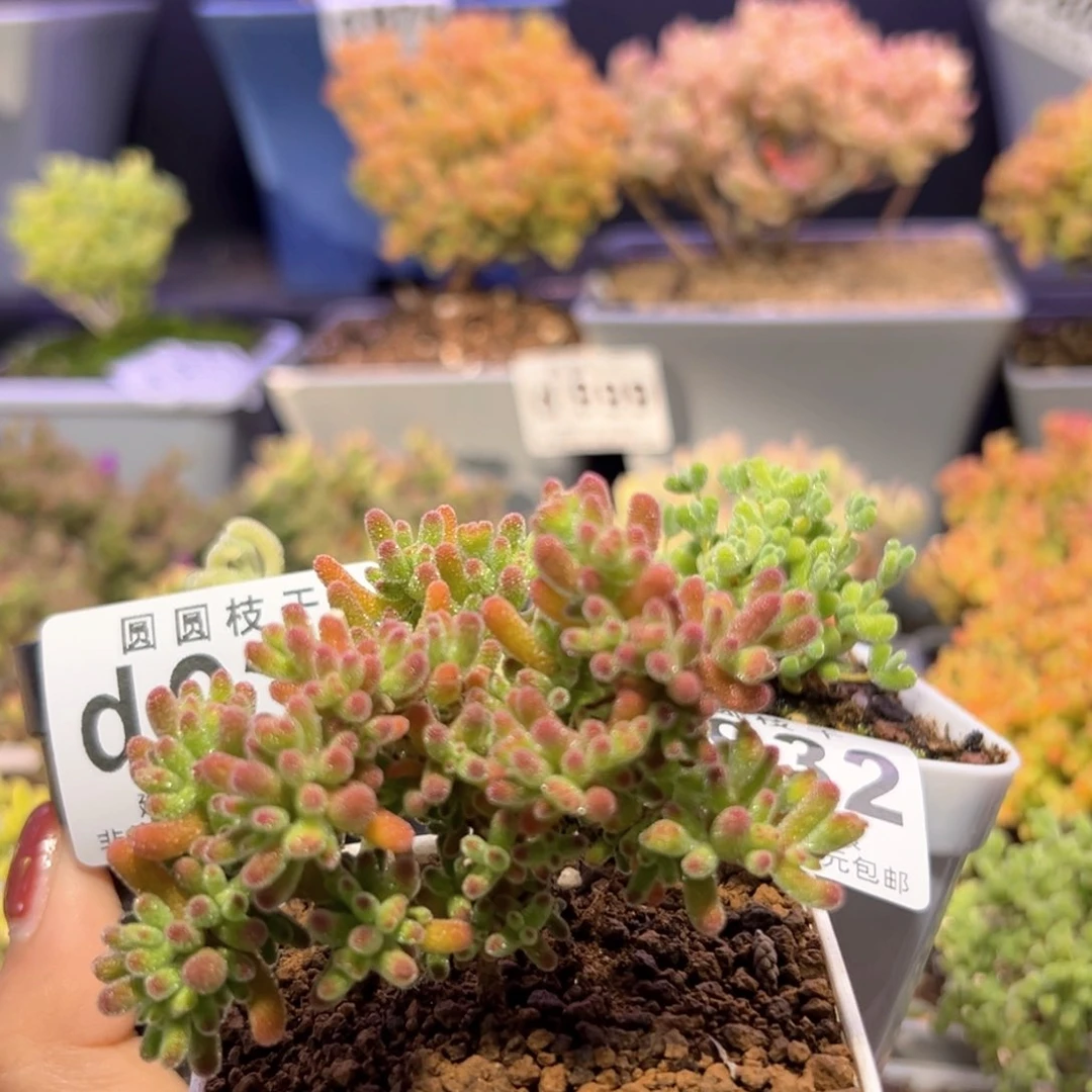 半***亮d933932872橙叶锦冰川莱斯杂补差