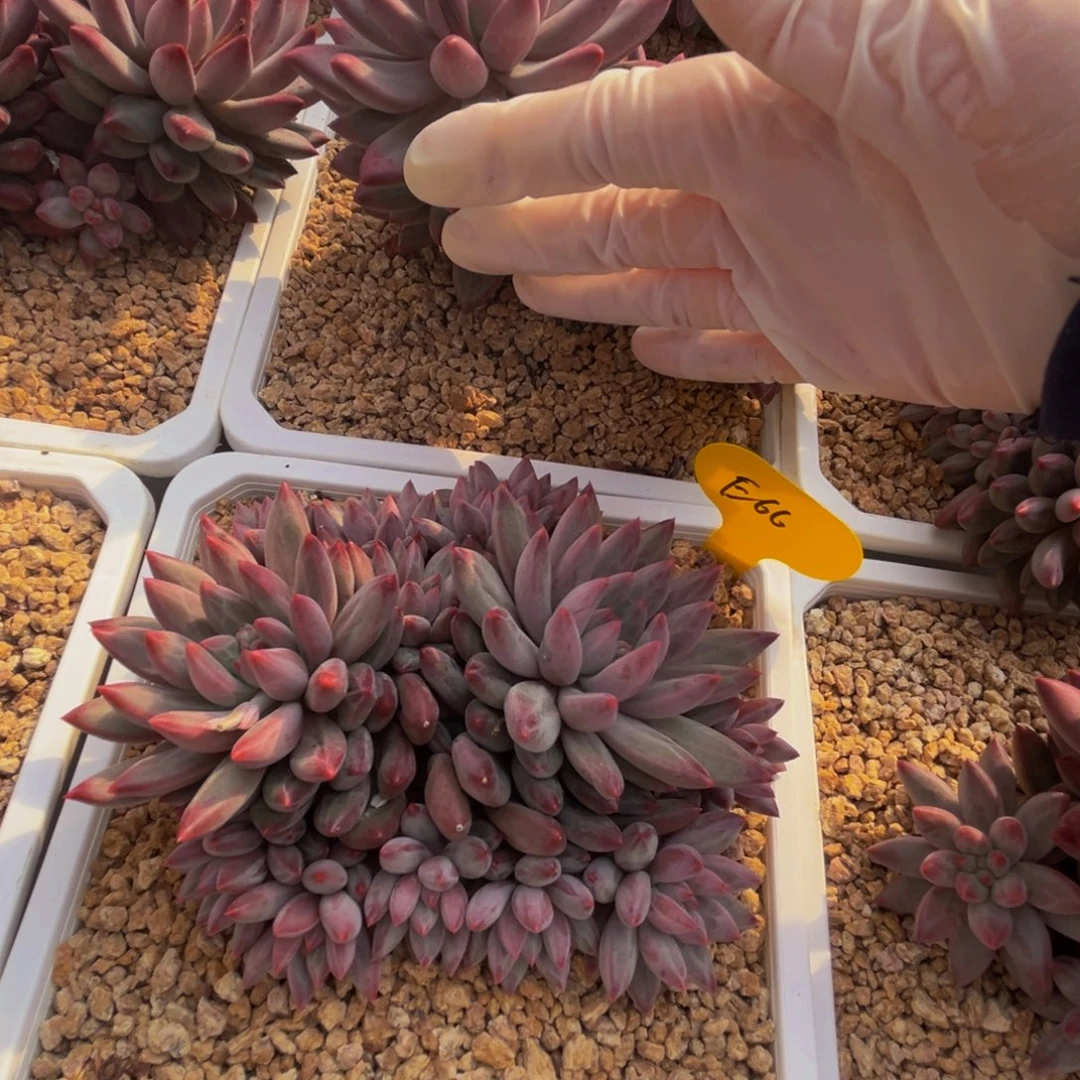 e66虞美人群生呀呀呀