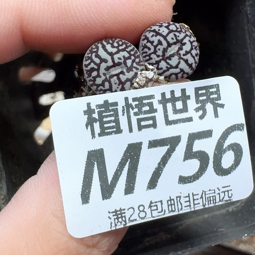 多肉植物多肉植物我