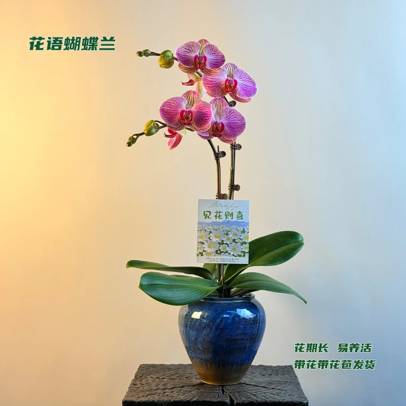 蝴蝶兰【旋律】 带花带花苞发货 室内客厅阳台花卉 好养易活