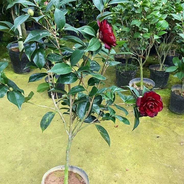 双墨。             茶花。
