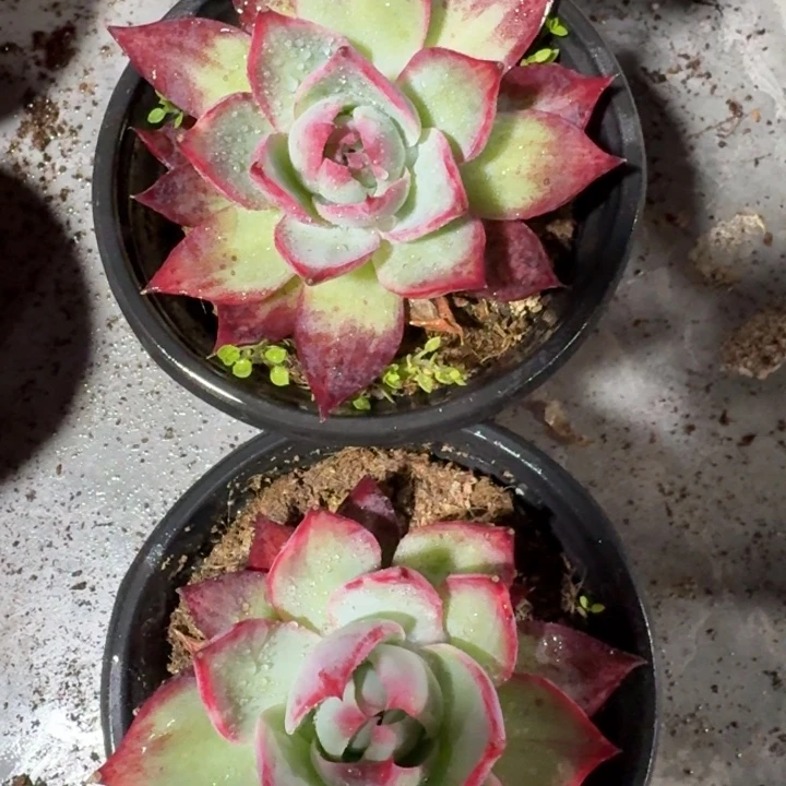 1号2颗立叶小惊鸿