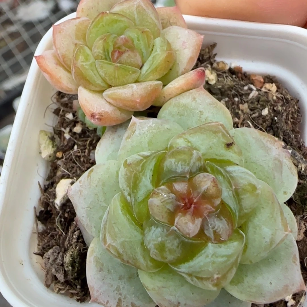 小卡拉米糖心一物一拍19-63