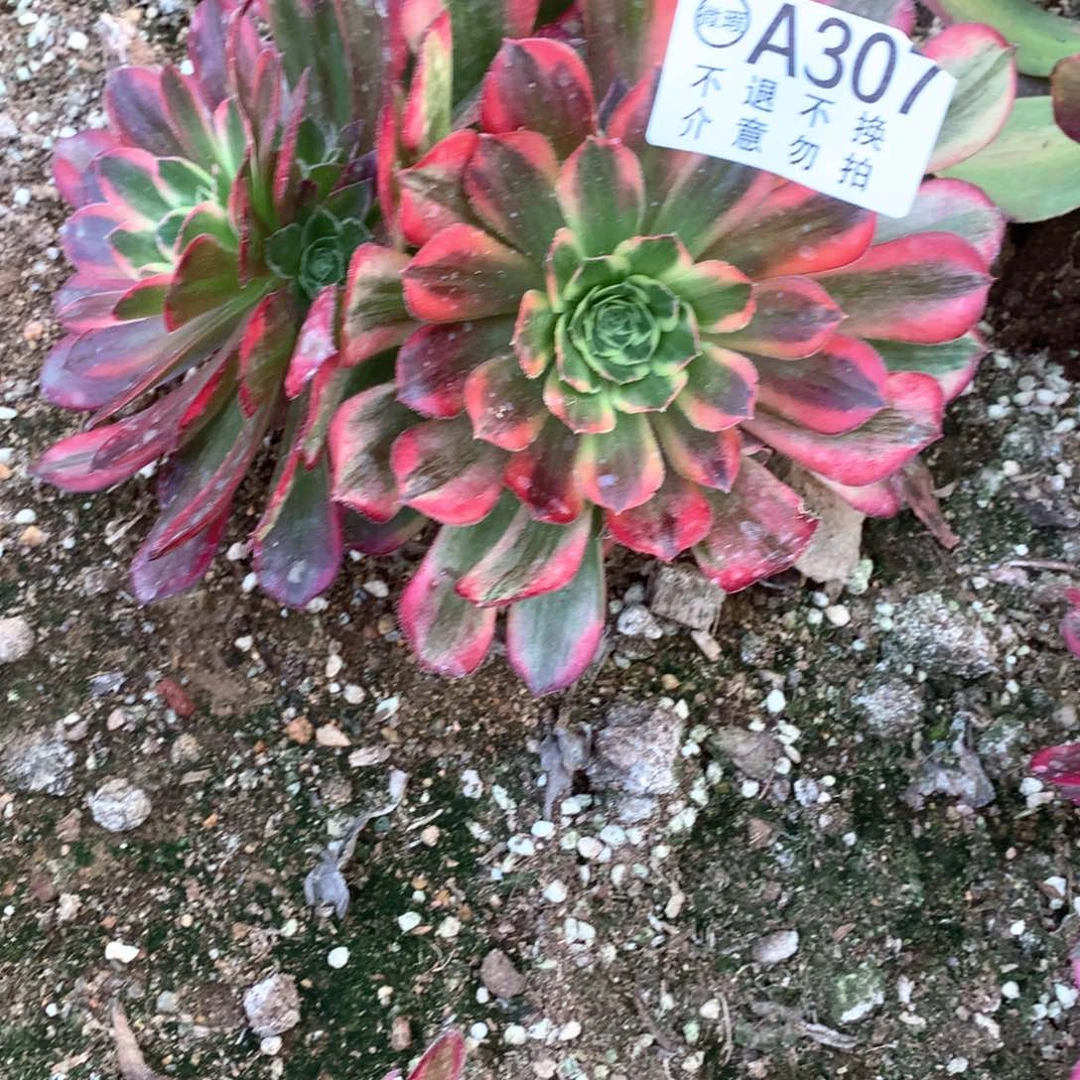 多肉植物安娜307
