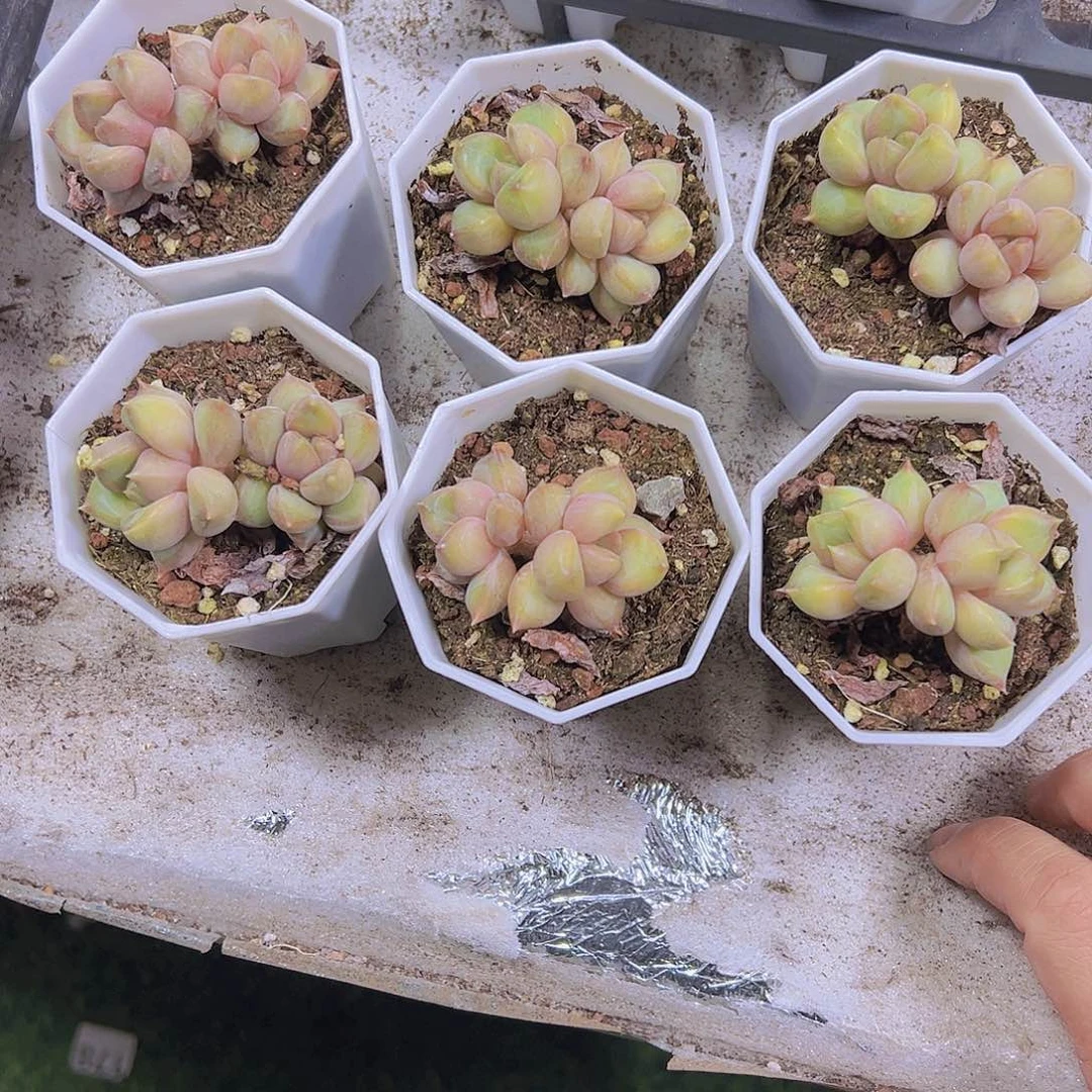 双头圆叶象牙奶19包邮