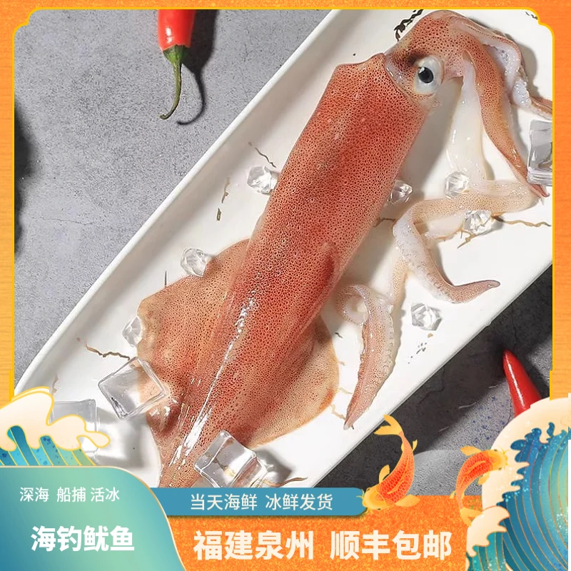 福建船捕【海钓鱿鱼】省内当天送达