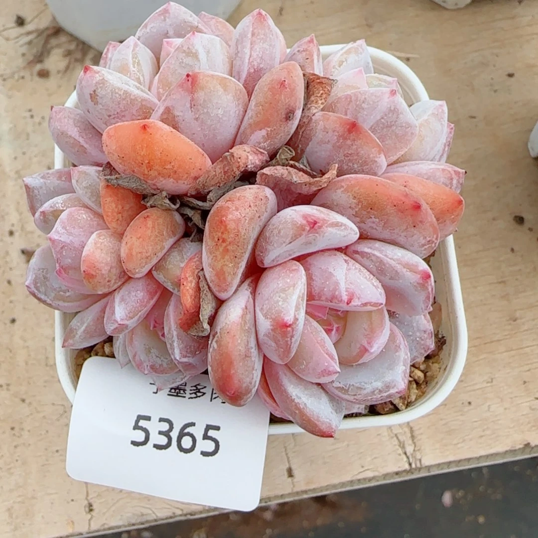 雪之魄五头，5365多肉植物