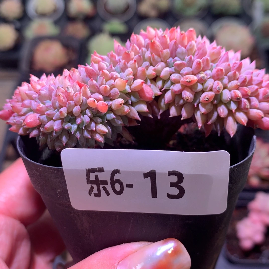 乐然 6-13 来的小精灵缀化