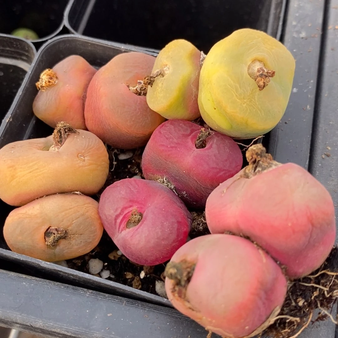 吾****⁷15140一组一组一组