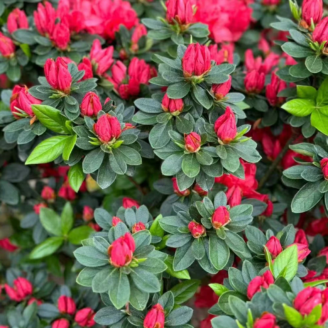 比利时杜鹃盆栽四季开花浓香型耐寒耐旱室内阳台盆景