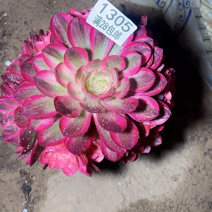 倾城多肉植物1305 多肉植物法师法师法师