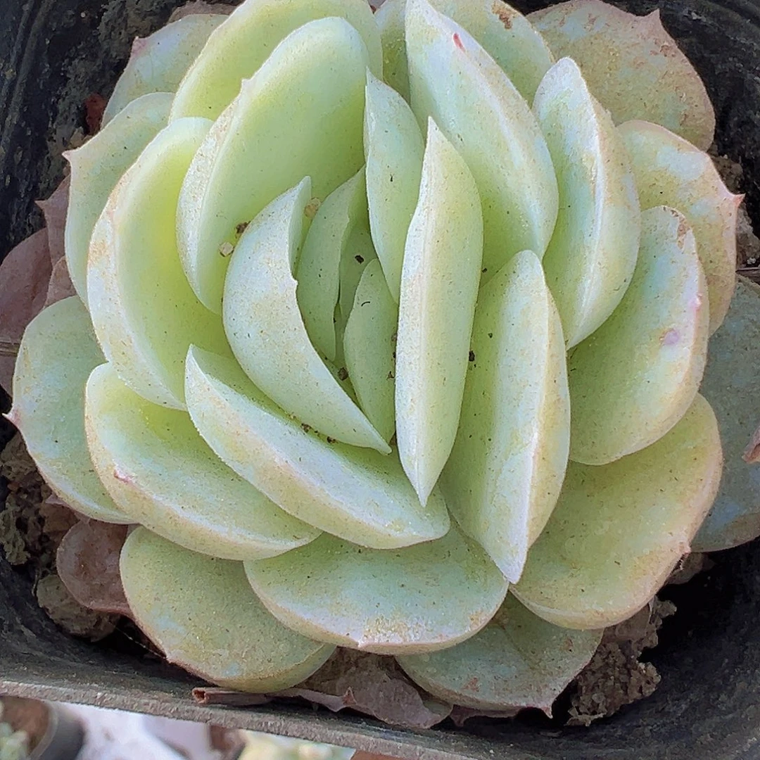 贝瑞19包邮多肉植物