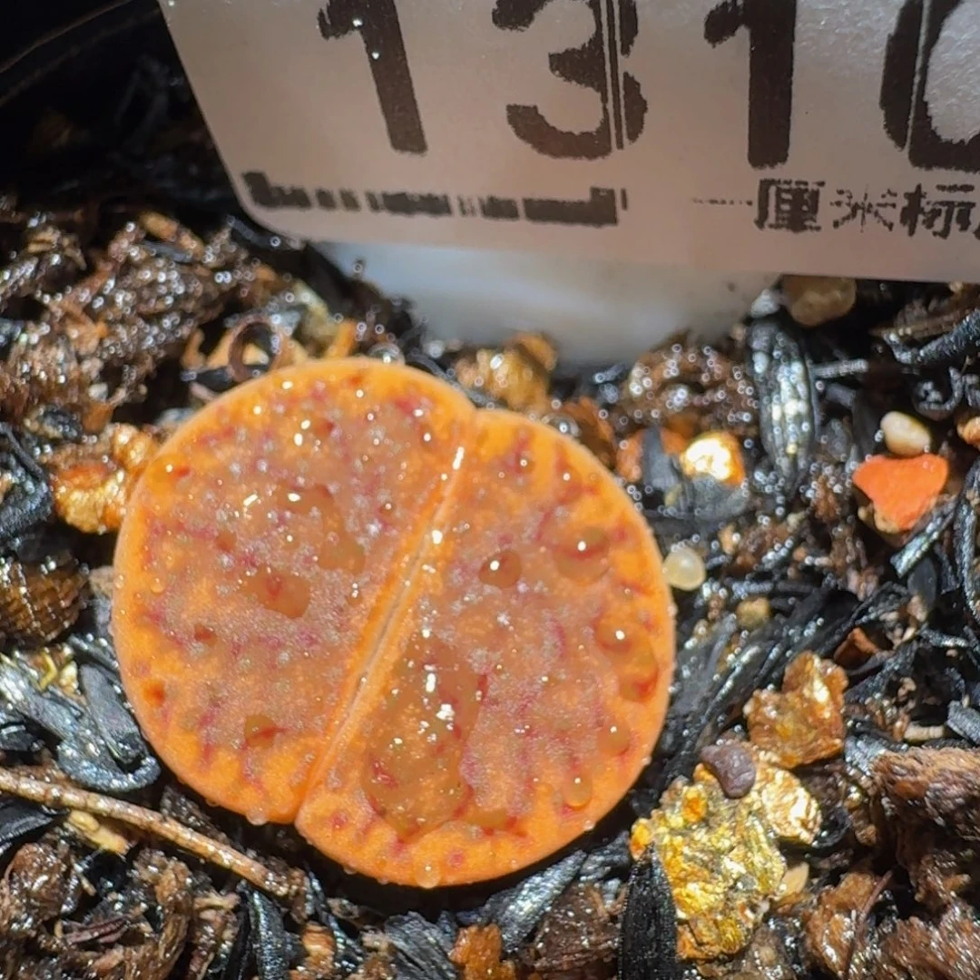 zzzz生石花肉锥1310锦
