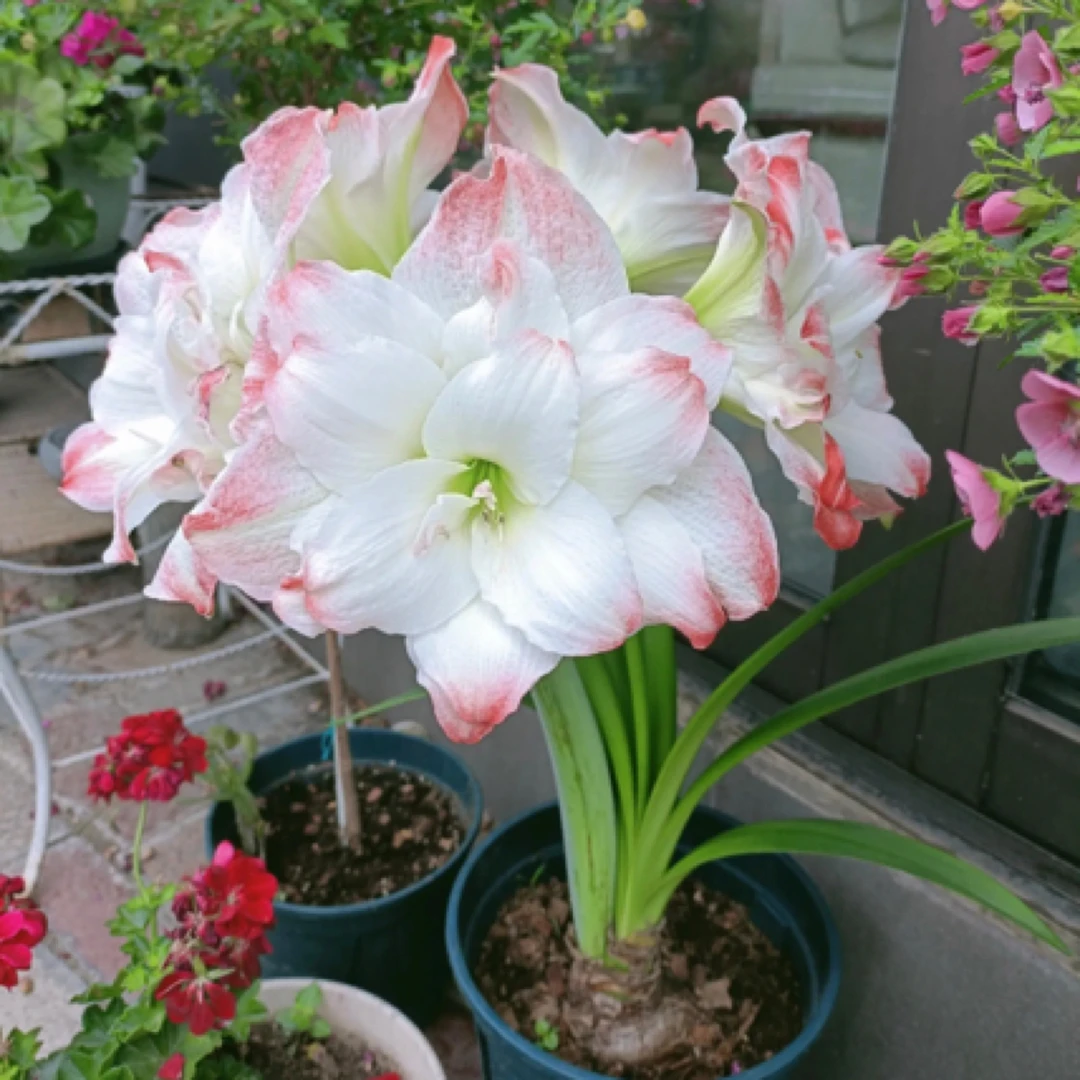 【糖果戴斯】朱顶红包对版重瓣大花自然种球送肥料