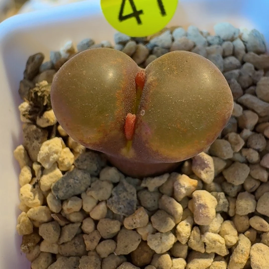 ?****?41......多肉.....