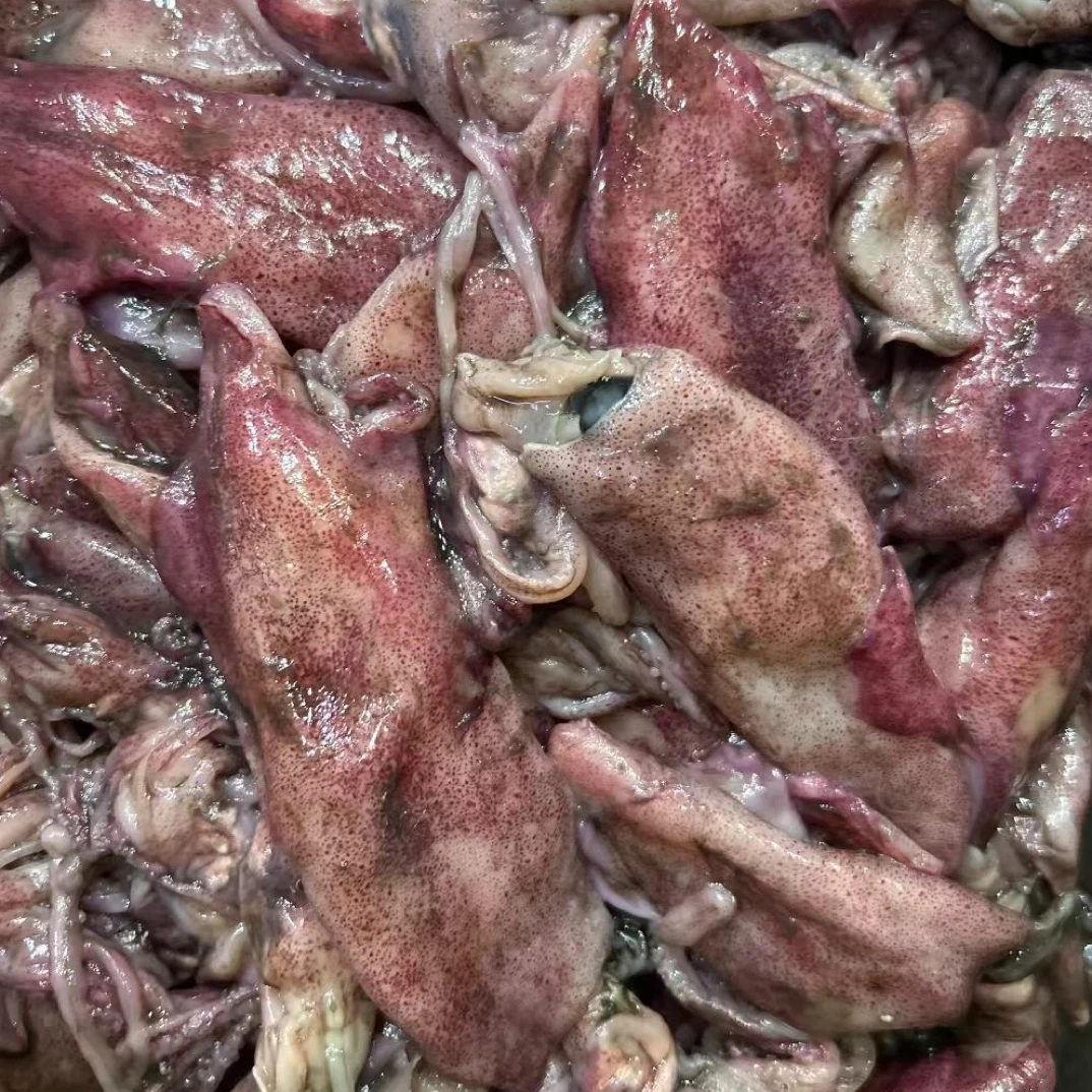 汕尾港就船咸鱿鱼尼啊解超级香