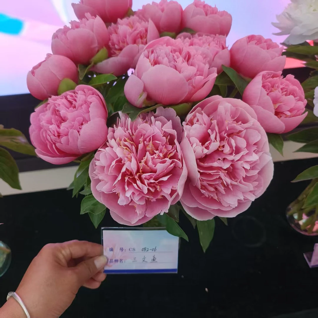 芍药高端品种三文鱼菏泽基地现挖现发货