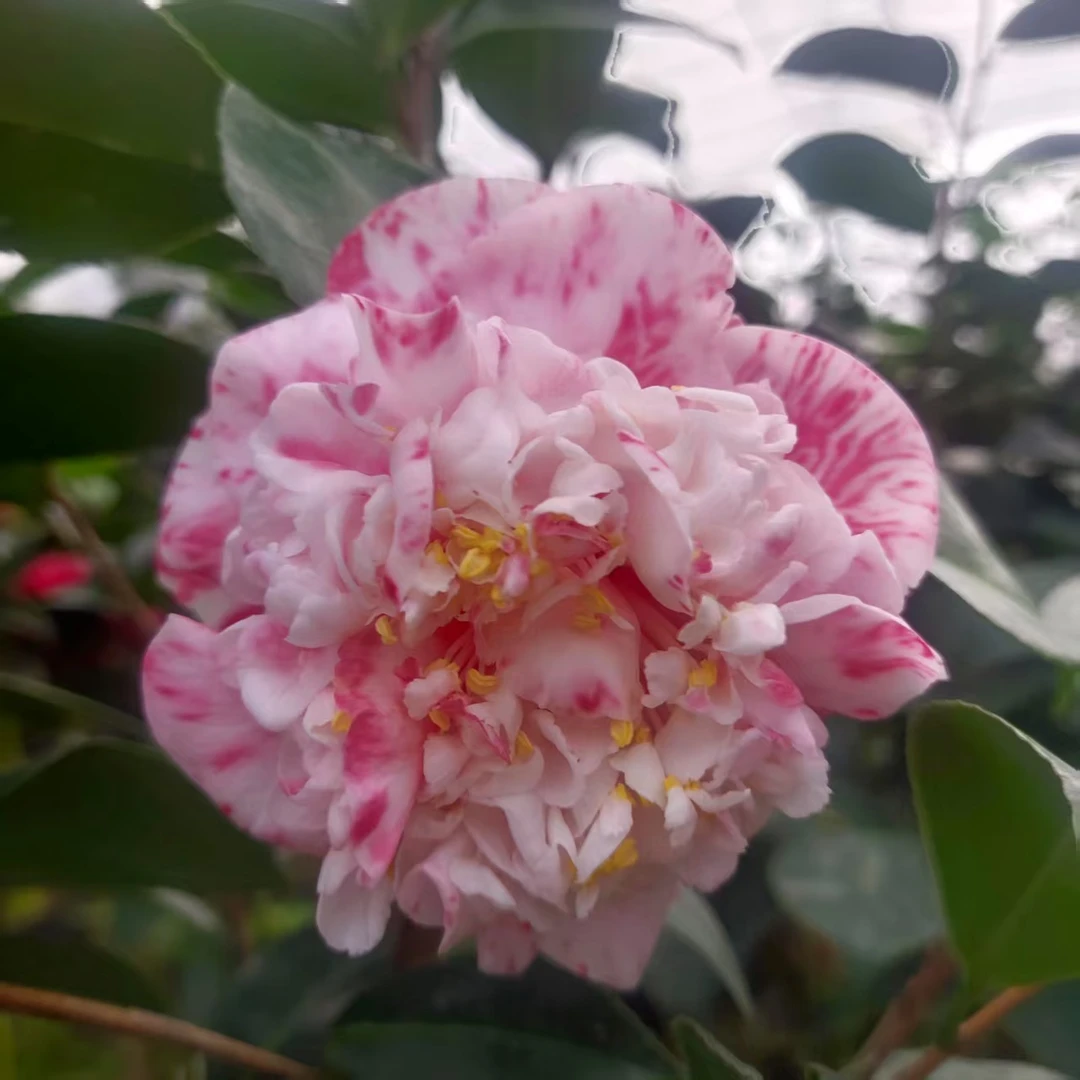 彩虹天使山茶花复色托桂大花室内地栽盆栽易养品种