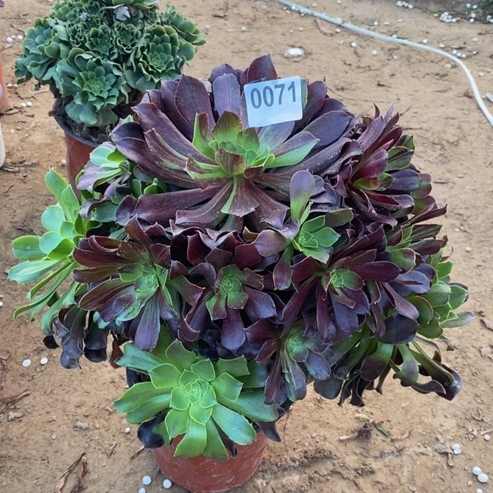 071欧若拉大手捧多肉法师