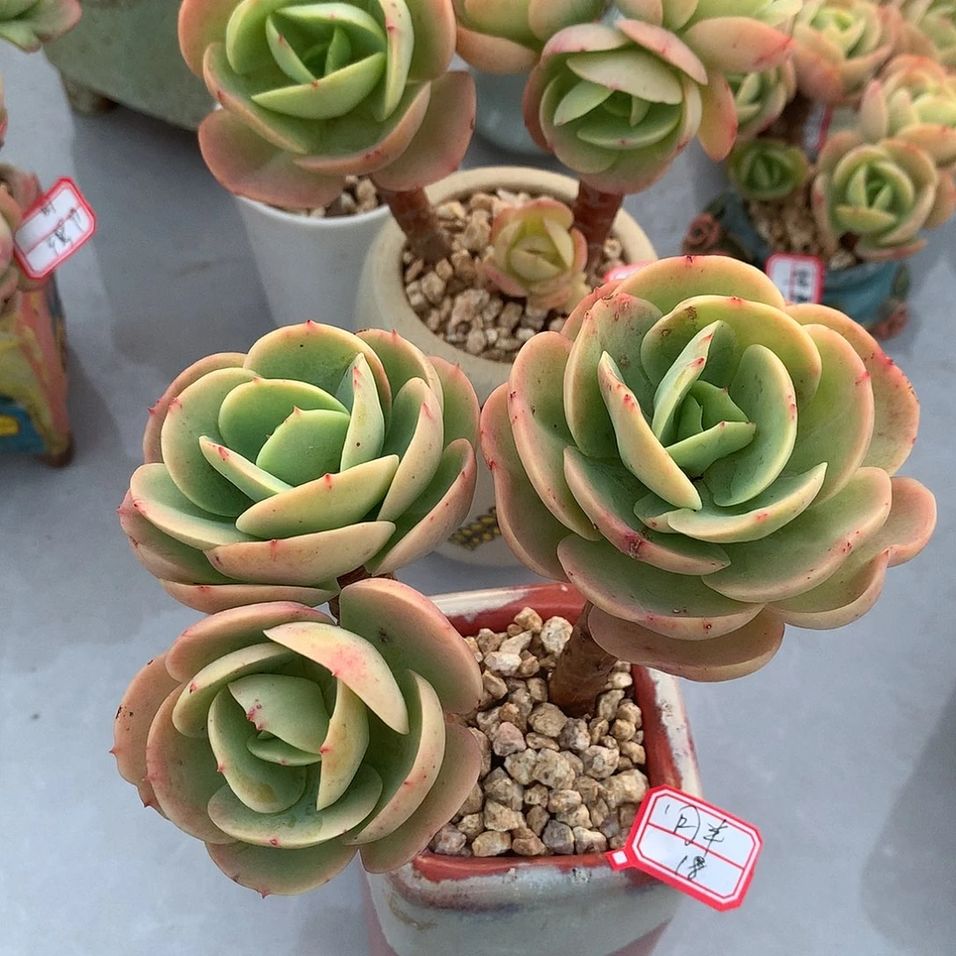 月**囡鸡蛋碧桃多肉两颗