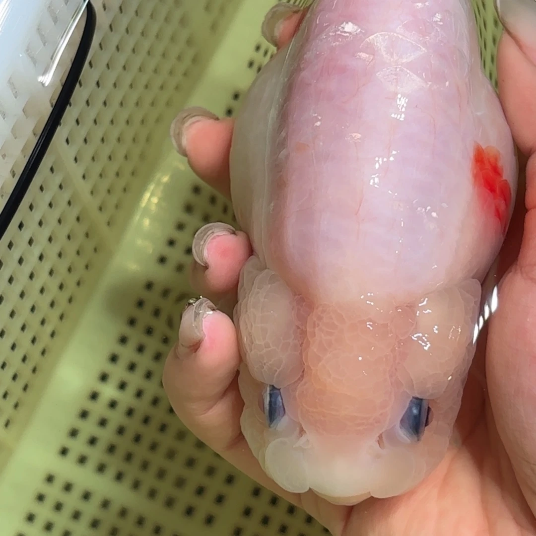 冷***静金鱼拍包装包邮，不拍包装运费到付