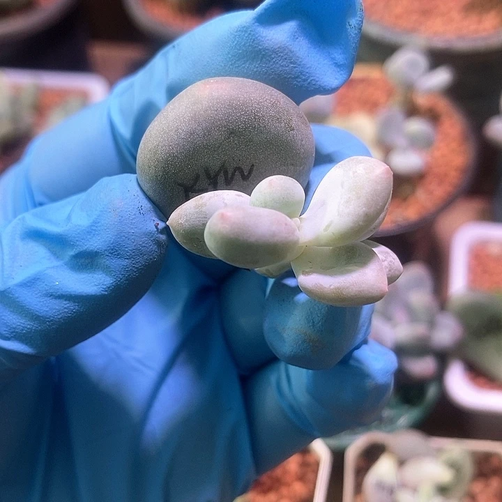 宽大叶奶酪锦基因多肉植物