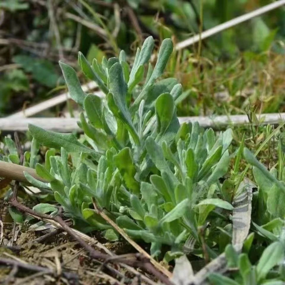 新鲜野生鼠曲草清明草现摘粑粑花佛儿草绒毛草青团食用野菜