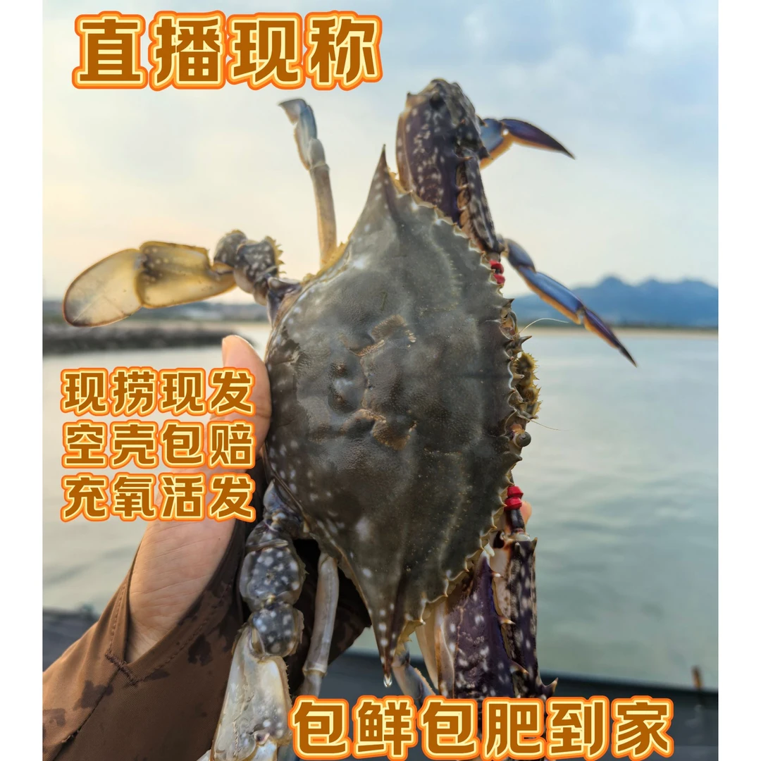 （2直播现称）烟台梭子蟹母蟹全黄充氧活发【保鲜不保活】只数斤两数