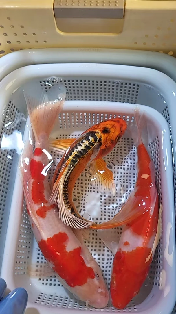 【95】18-20cm 2红白1黄龙  新手好养耐活 观赏鱼