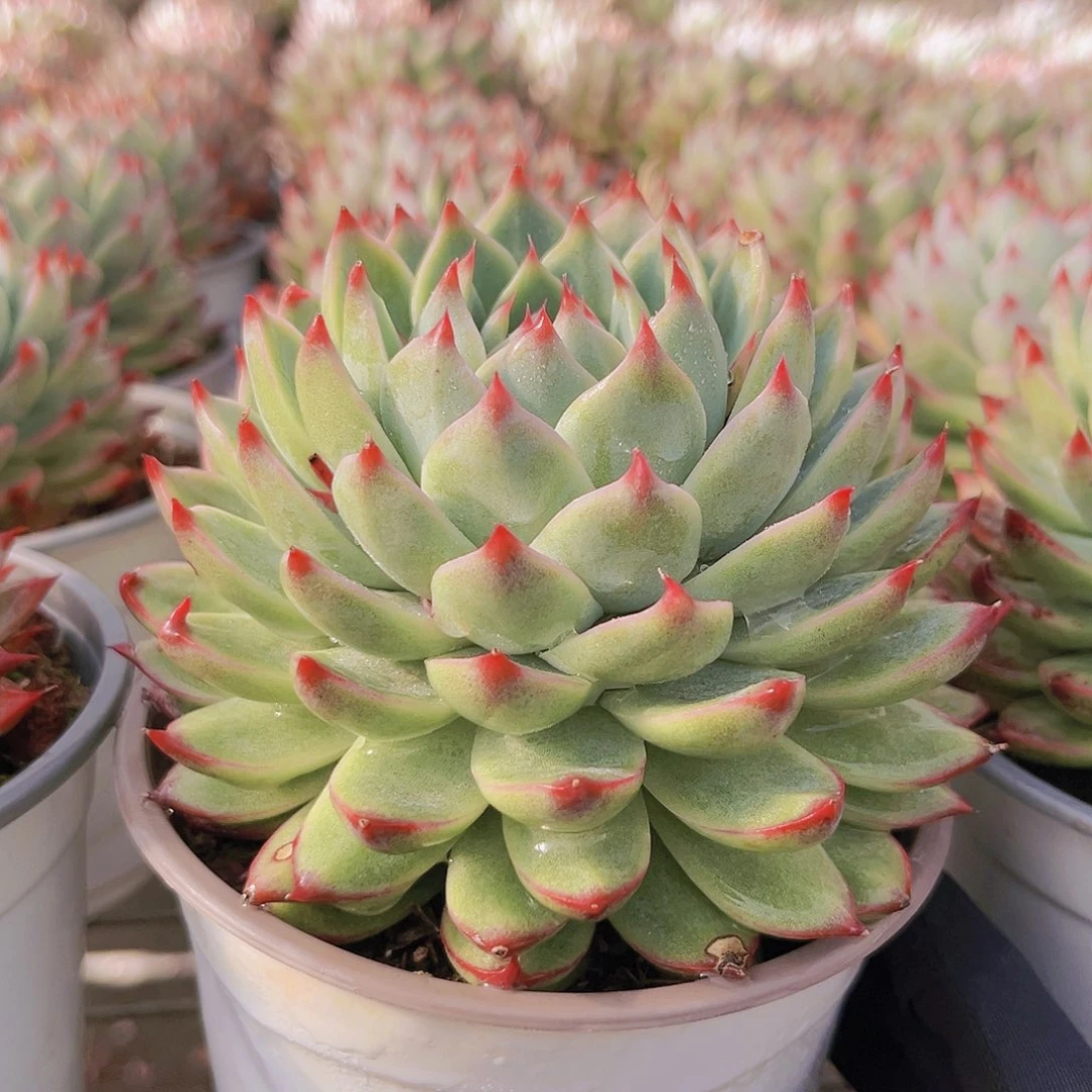 桃夭11公分9998米999999