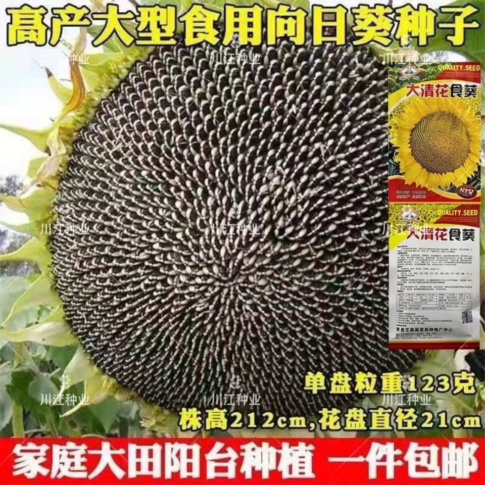 食用向日葵种子矮杆大粒瓜子种子饱满葵花籽阳台庭院大田种植