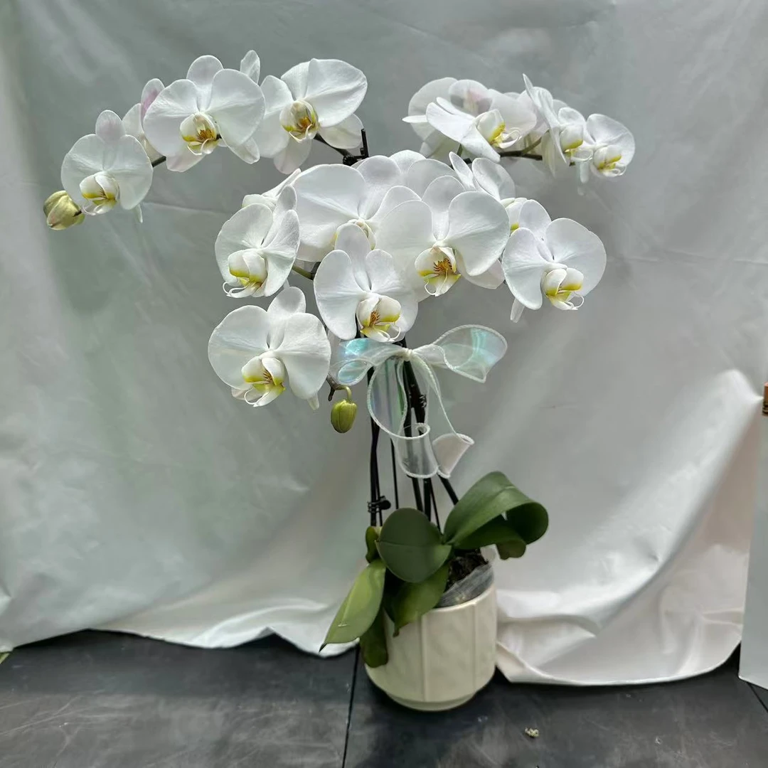 蝴蝶蘭《大白》纯白色系大花 皮实好养 花期超长