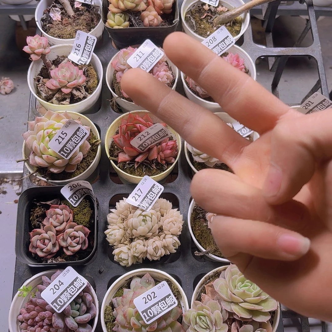 小****宇多肉组合一筐39.9