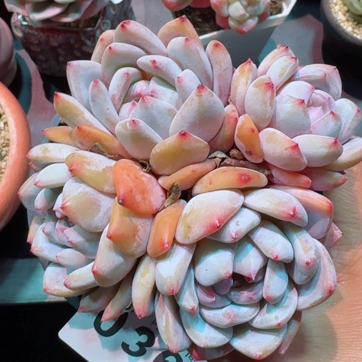 星影         精控精养多肉植物