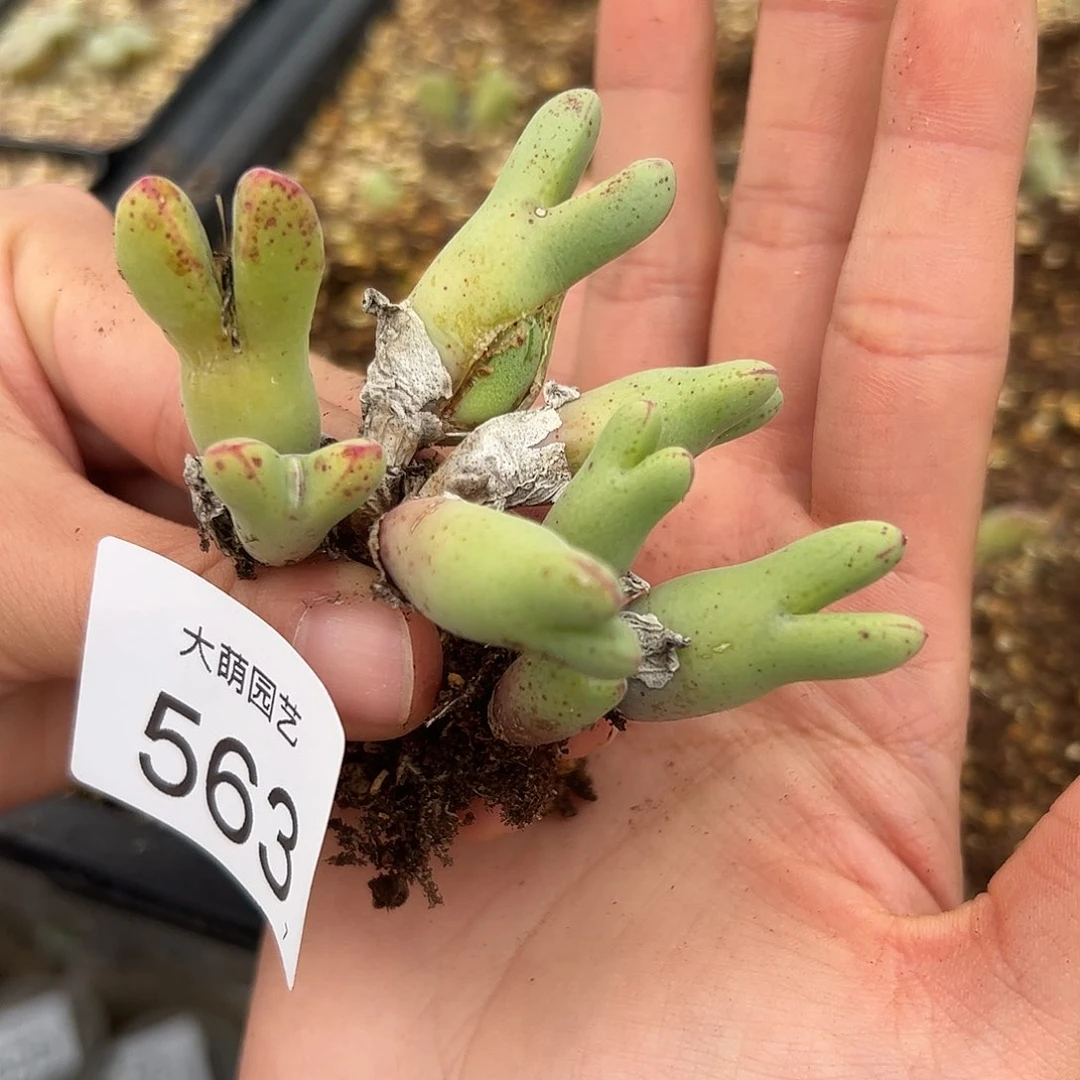 如***道0000563 一物一拍……