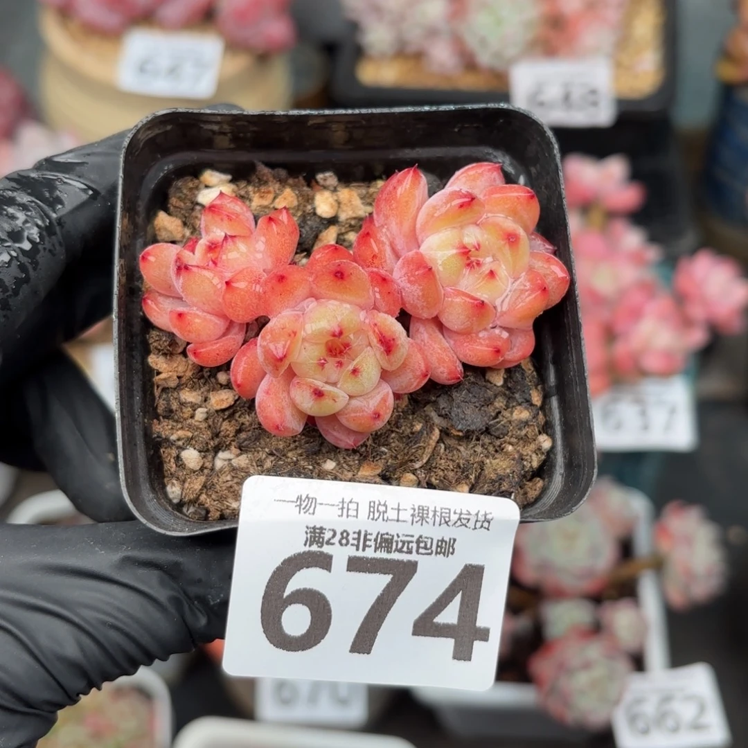 糖爪多肉无盆土发货