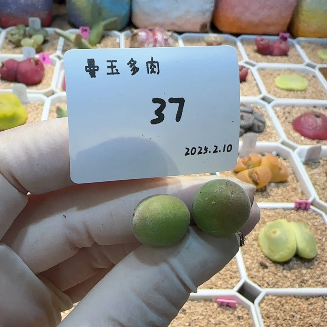 ?多肉多肉多肉2.10-037
