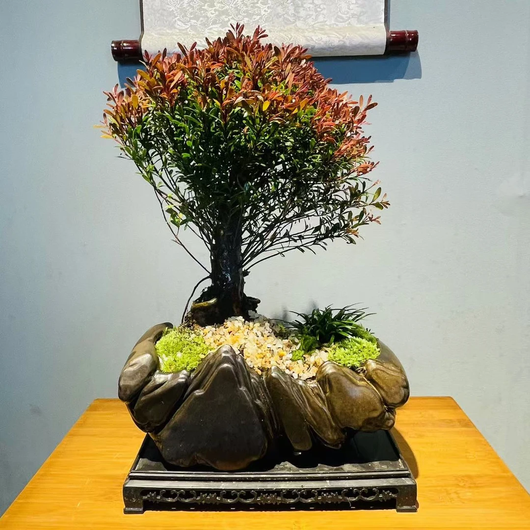 ZF日照金山老桩红芽小叶赤楠+接水盘