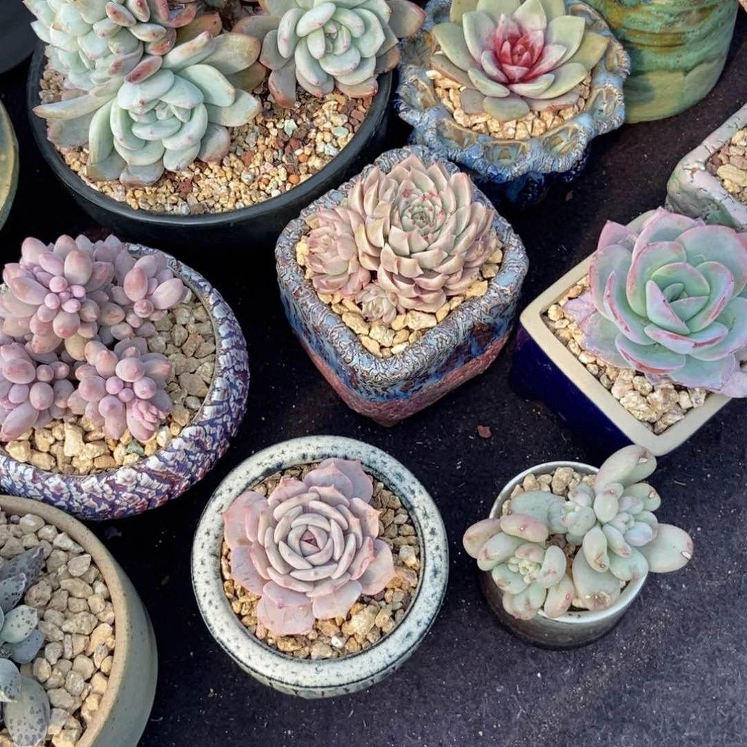 @****多肉植物11111