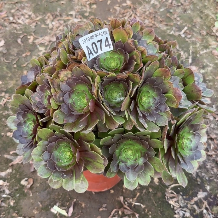 黑魔……多肉植物……