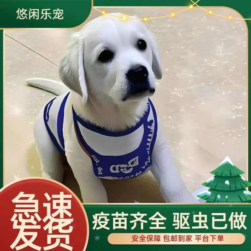 精品拉布拉多狗狗可爱中大型犬宠物