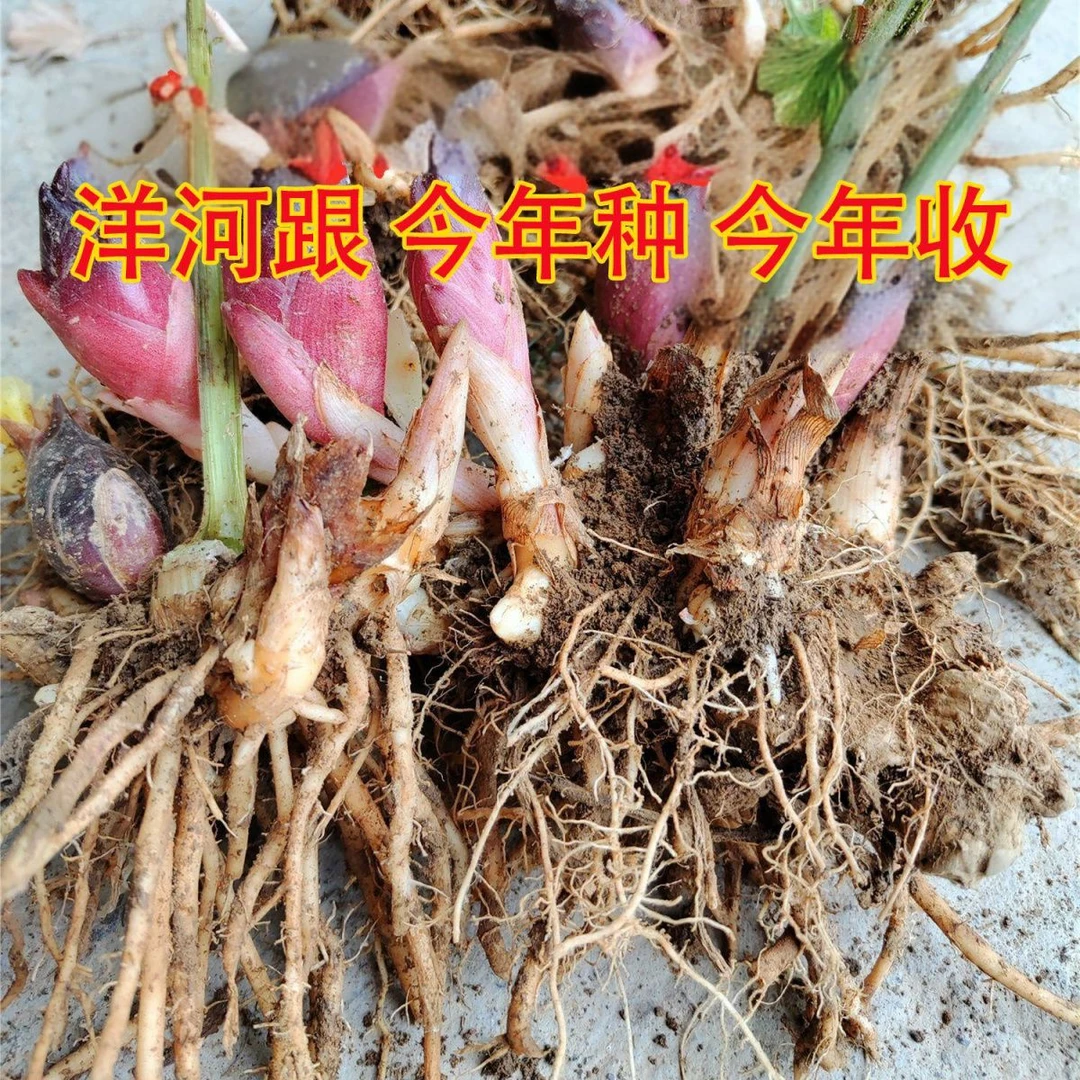 食用洋荷芽种子和洋藿阳种子洋荷姜种子蔬菜洋火胡姜洋荷姜种子